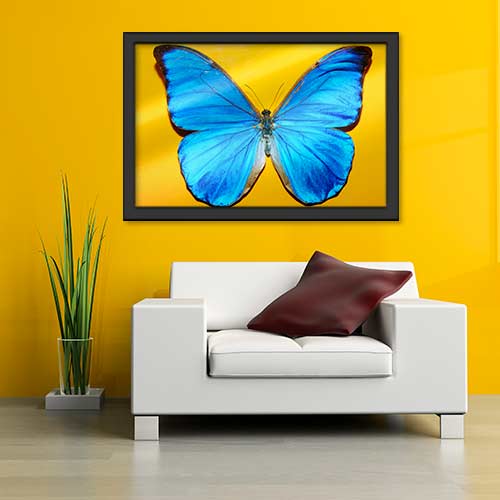 Quadros com Fotos - Borboleta Azul grande